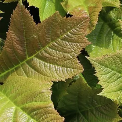 Vineleaves